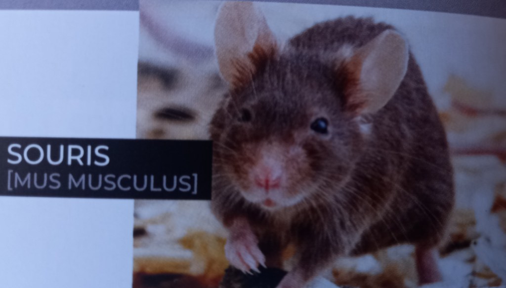 Souris [mus musculus]