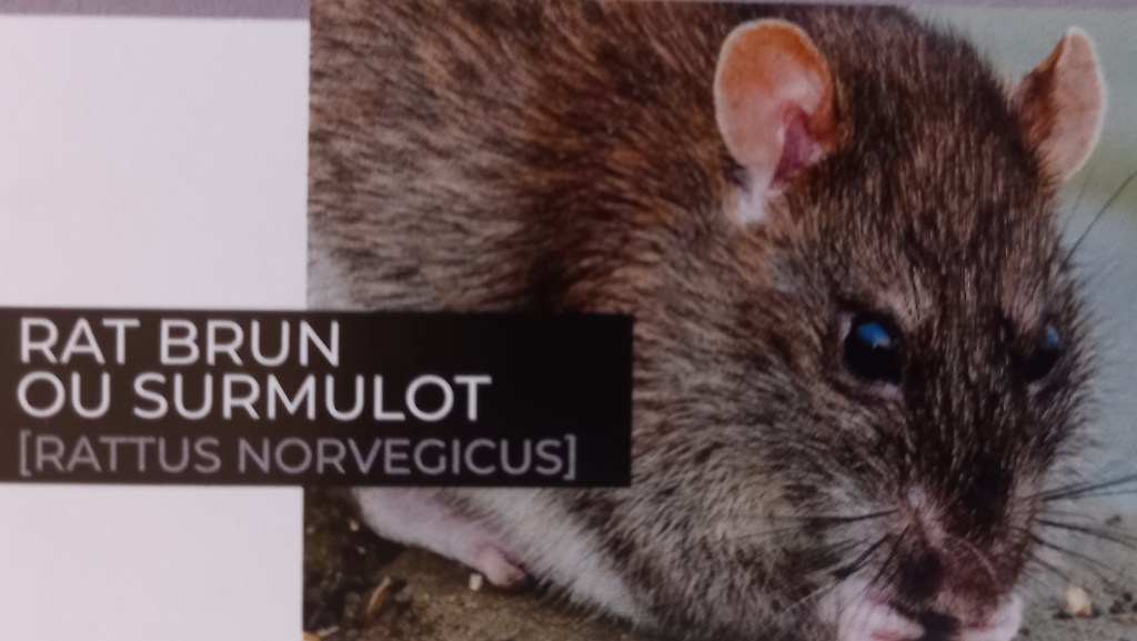 Rat brun ou surmulot [rattus norvegicus]